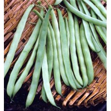 French Bush beans